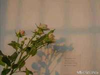 宁夏乐忆企业营销策划有限公司